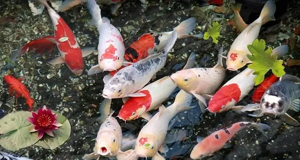 Tại sao ông Táo cưỡi cá chép: Giải mã ý nghĩa văn hóa sâu sắc