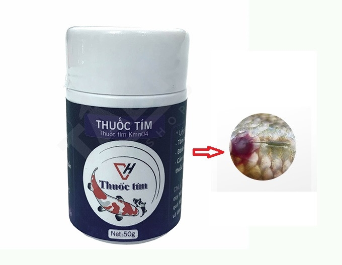 Tắm cá bảy màu bằng dung dịch thuốc tím chữa trùng mỏ neo
