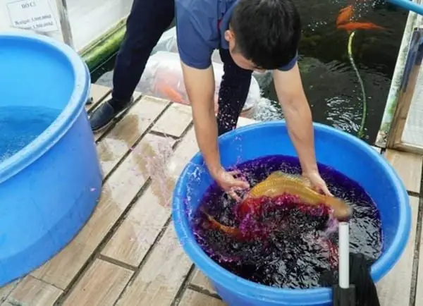 Tắm Muối Cho Cá: Hướng Dẫn Toàn Tập Từ A Đến Z Về Chăm Sóc Và Điều Trị Bệnh