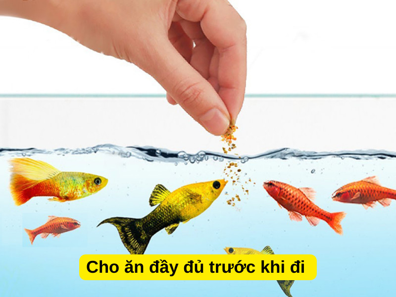 Tăng cường khẩu phần ăn cho cá cảnh trước khi bạn đi vắng