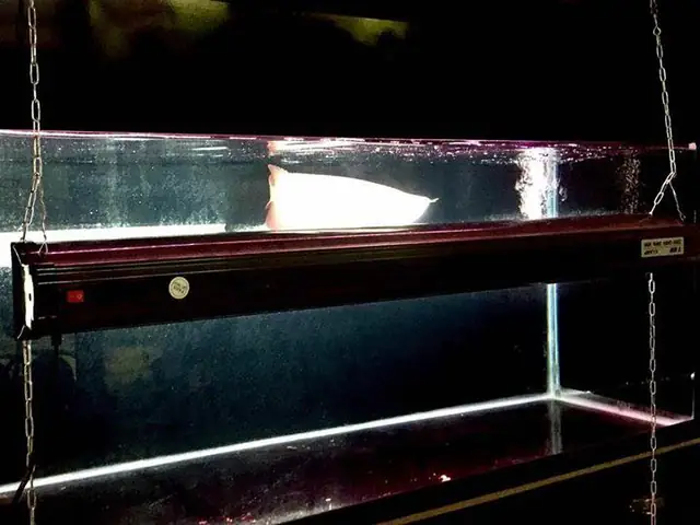 Tanning cho Cá Rồng: Hướng Dẫn Chi Tiết Để Vảy Lên Màu Đẹp