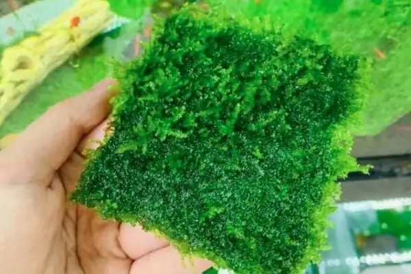 Cách Tạo Rêu Xanh Cho Hồ Cá Cảnh Đẹp Tự Nhiên và Bền Vững