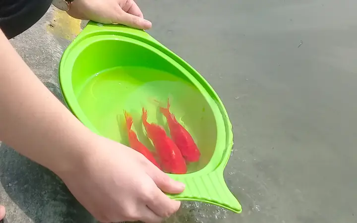 thả cá chép ông táo