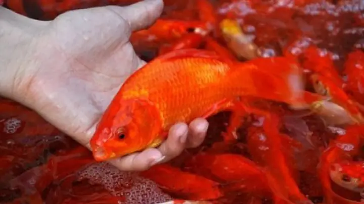 thả cá chép ông táo