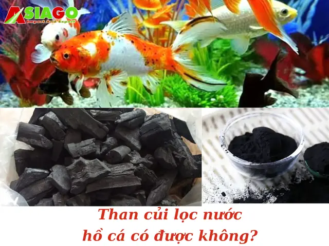 Than củi lọc nước hồ cá có được không?