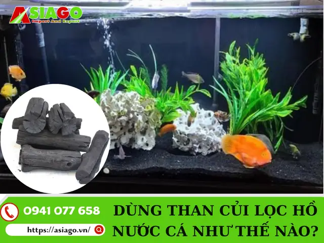 Dùng than củi lọc nước hồ cá như thế nào? Dùng than củi lọc nước hồ cá như thế nào?