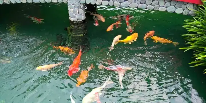 than hoạt tính lọc bể cá