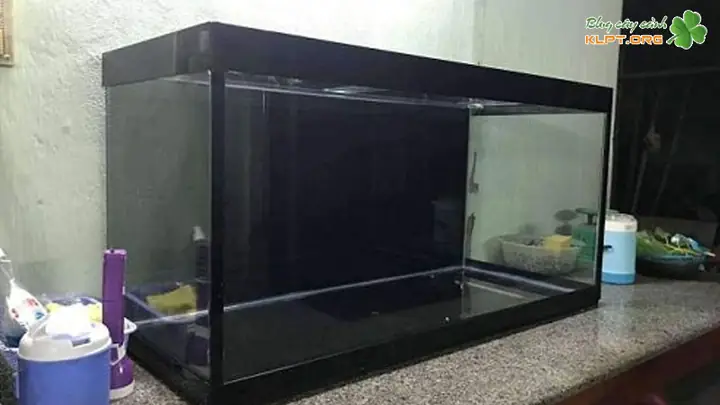 Hướng Dẫn Mua Bán Thanh Lý Bể Cá Cảnh Cũ TPHCM Hiệu Quả
