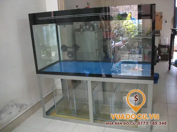 Thanh lý cá cảnh: Hướng dẫn toàn diện mua bán và chuẩn bị