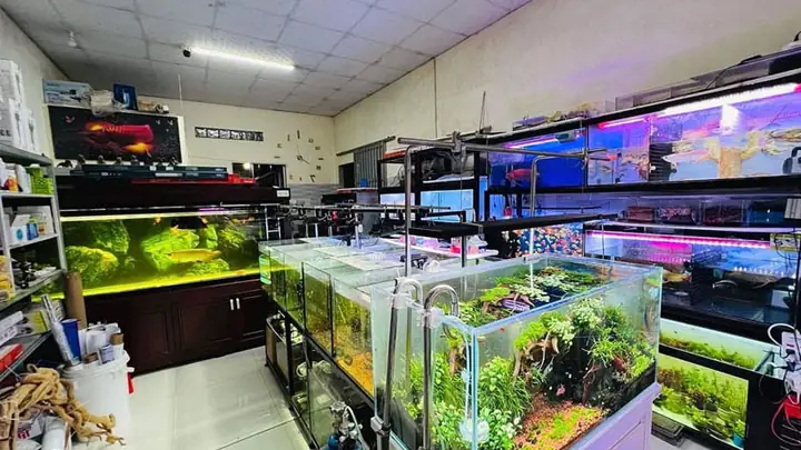 thanh lý hồ cá cũ tphcm