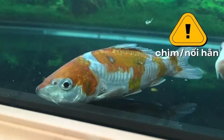 thay nước bể cá