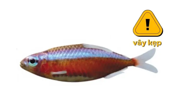 thay nước bể cá