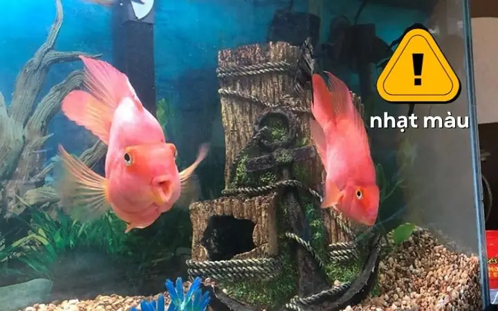 thay nước bể cá