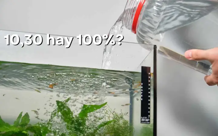 thay nước bể cá