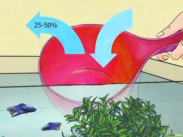 Hướng dẫn thay nước cá Betta đúng cách để cá khỏe mạnh