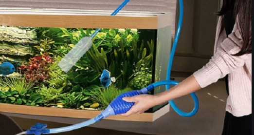 Thay nước định kỳ để cải thiện chất lượng nước hồ cá bảy màu