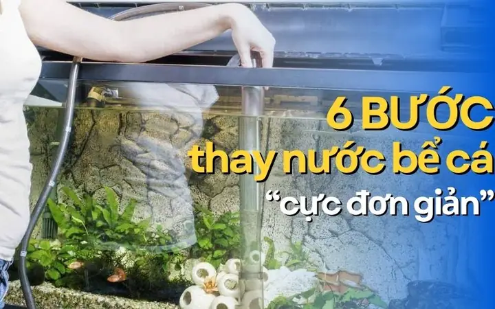 Hướng Dẫn Chi Tiết Cách Thay Nước Hồ Cá Koi Đúng Chuẩn