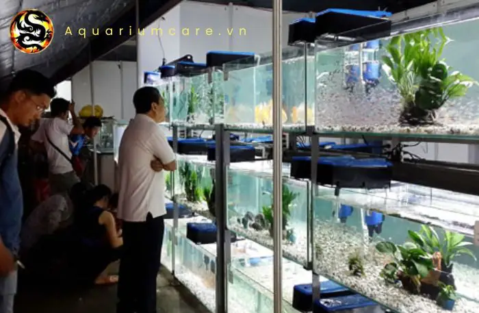 Cá cảnh Cá cảnh