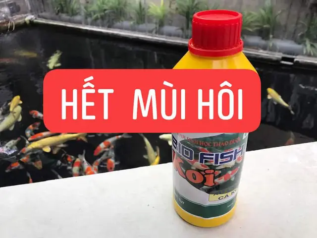10/ Vi Sinh Sử Lý Nước Hồ Cá Koi