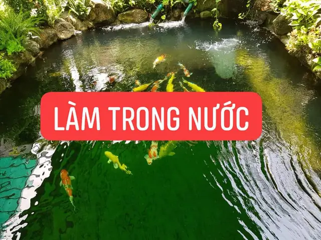 10/ Vi Sinh Sử Lý Nước Hồ Cá Koi