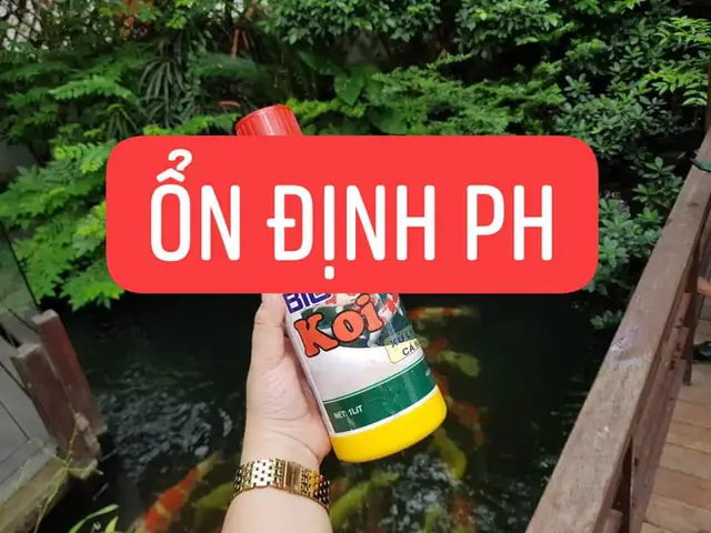 10/ Vi Sinh Sử Lý Nước Hồ Cá Koi