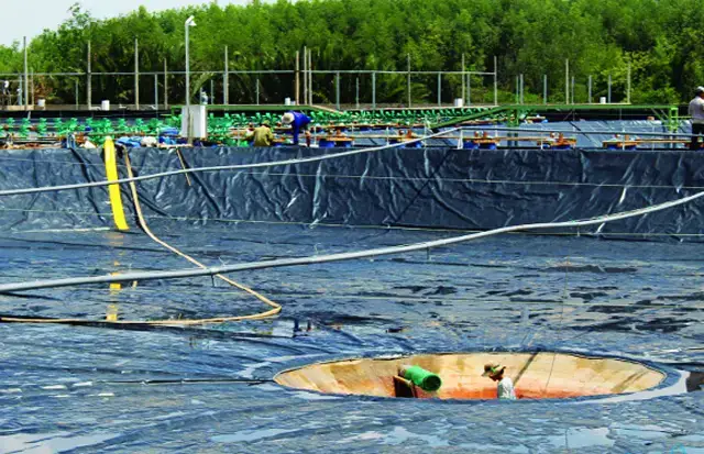Hướng Dẫn Thiết Kế Ao Nuôi Cá Trong Vườn Đẹp & Bền Vững