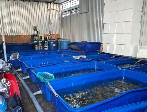Hướng Dẫn Thiết Kế Ao Nuôi Cá Trong Vườn Đẹp & Bền Vững