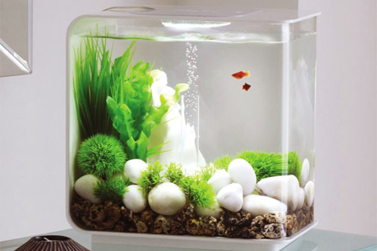Thiết kế bể cá cảnh mini với tiểu cảnh đá và cây xanh sinh động