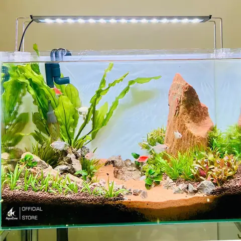 Hướng Dẫn Thiết Kế Bể Cá Đẹp, Chuẩn Chuyên Gia Cho Mọi Người