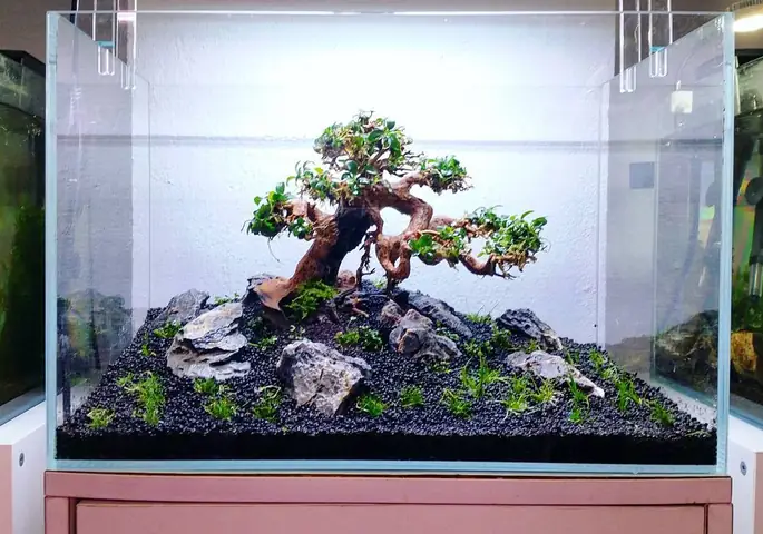 Thiết Kế Bể Cá Mini Để Bàn: Hướng Dẫn Chi Tiết Cho Người Mới Bắt Đầu Thiết Kế Bể Cá Mini Để Bàn: Hướng Dẫn Chi Tiết Cho Người Mới Bắt Đầu