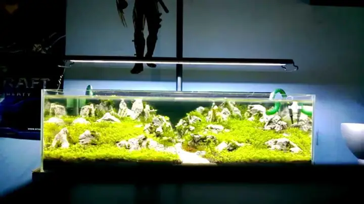 Thiết Kế Bể Cá Mini Để Bàn: Hướng Dẫn Chi Tiết Cho Người Mới Bắt Đầu Thiết Kế Bể Cá Mini Để Bàn: Hướng Dẫn Chi Tiết Cho Người Mới Bắt Đầu