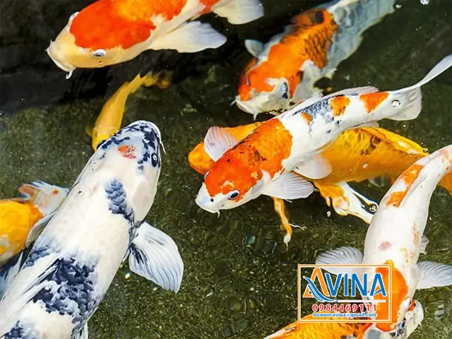 Hướng Dẫn Thiết Kế Bể Lọc Cá Koi Chuyên Nghiệp Từ A Đến Z