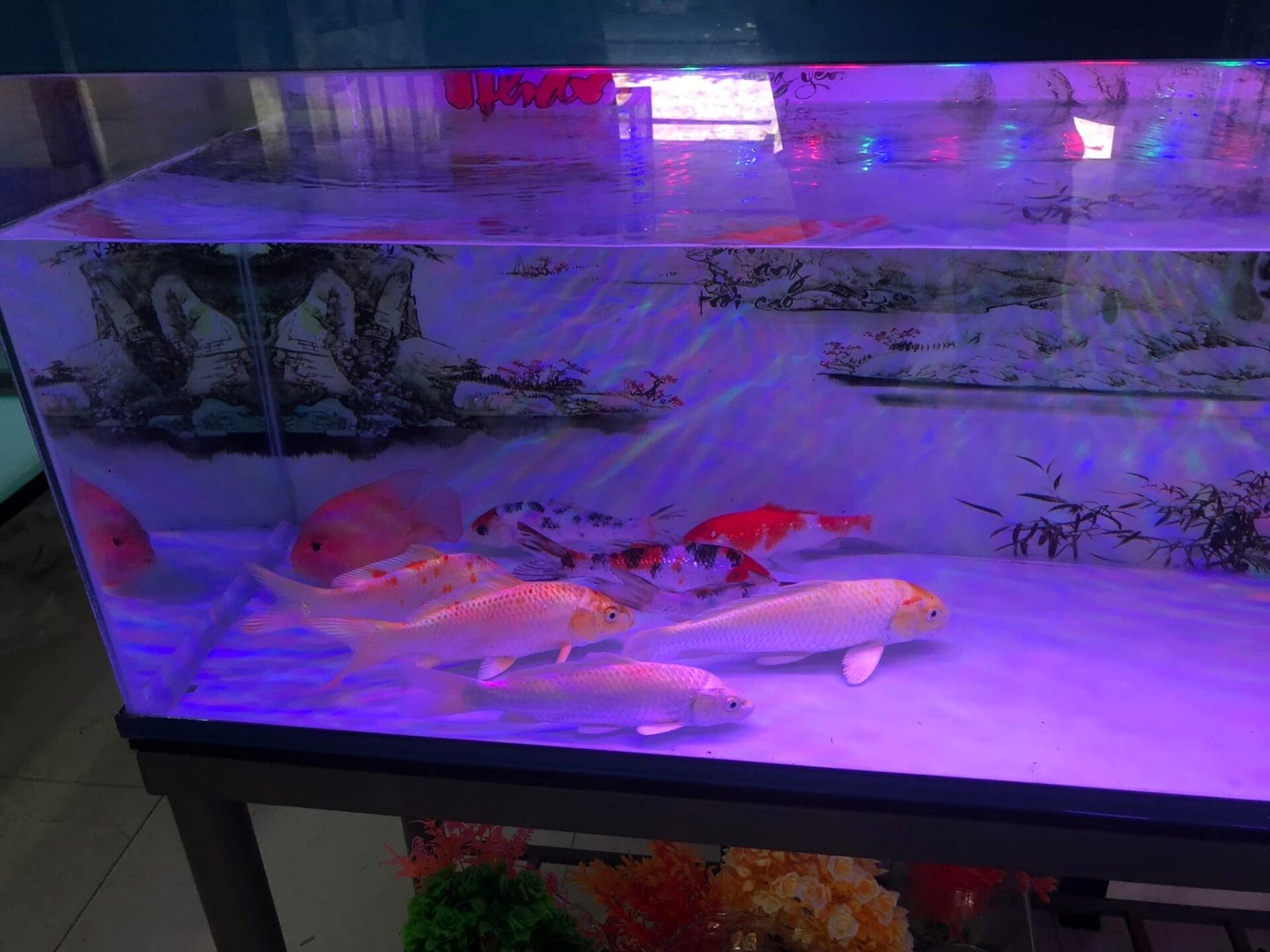 Thiết kế hồ cá cảnh tại Cá Cảnh Hồng Ân