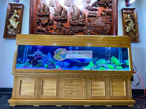 Thiết kế hồ cá treo tường
