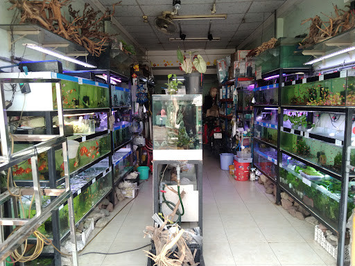 Thiết kế hồ thủy sinh đẹp mắt tại Thai Son Q8