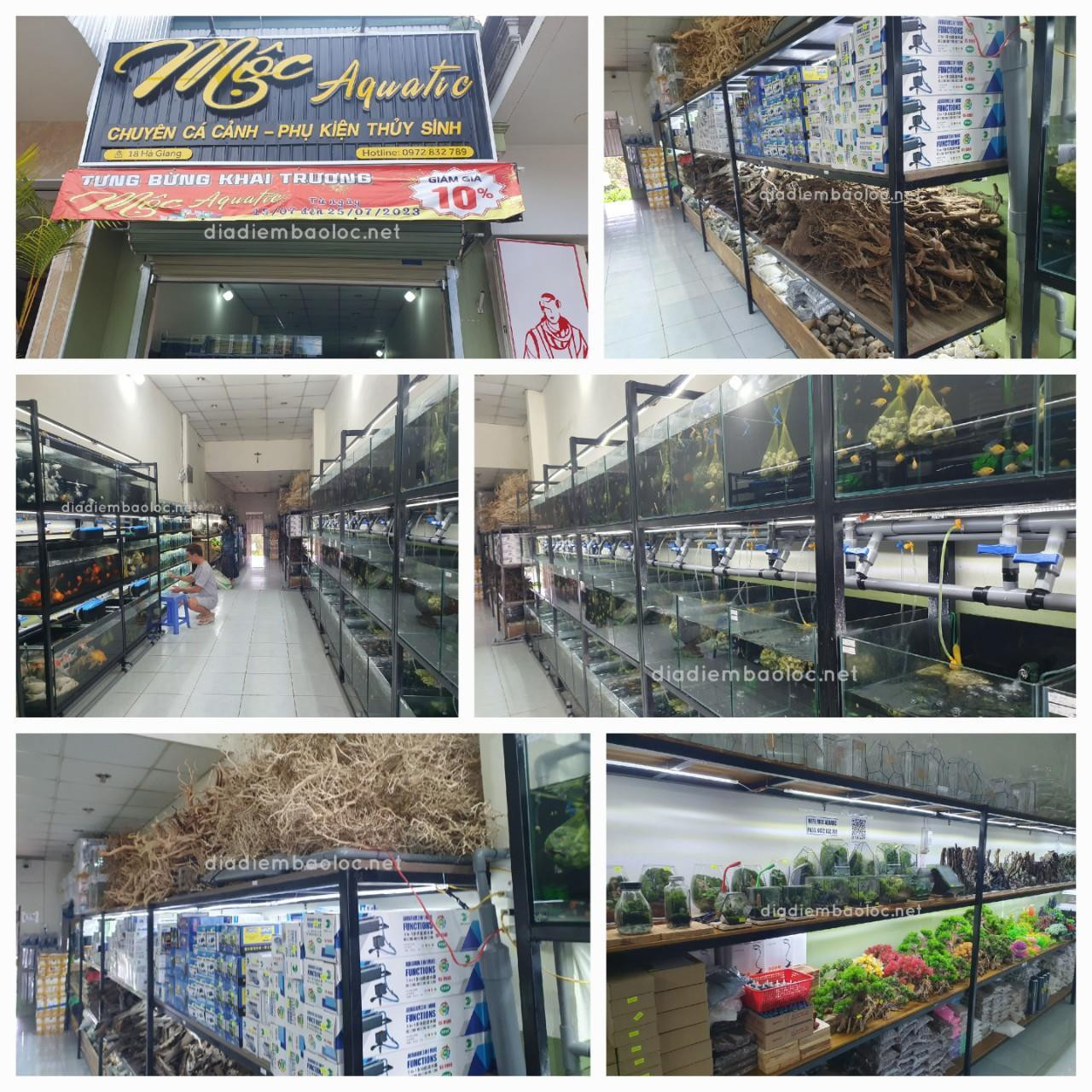 Thiết kế hồ thủy sinh tại Mộc Aquatic, một lựa chọn điểm bán cá cảnh gần đây chuyên nghiệp