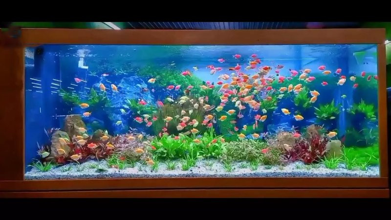 Thiết lập môi trường bể nuôi lý tưởng