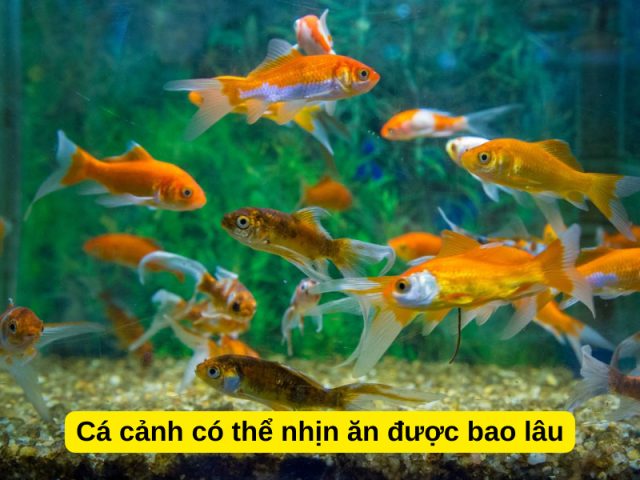 Thời gian cá cảnh có thể nhịn ăn phụ thuộc vào kích cỡ và loài