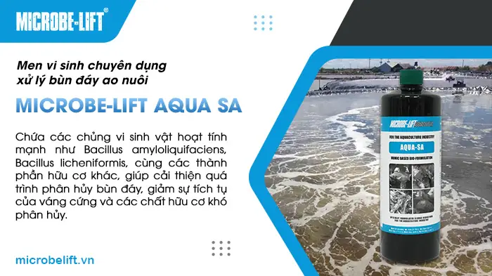 Khi Nào Và Cách Thức Thu Hoạch Cá Rô Phi Đạt Hiệu Quả Tối Ưu?