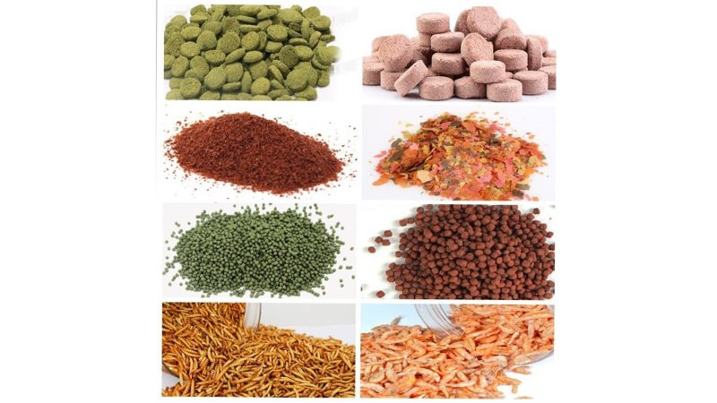 Thức ăn cá đa dạng giúp cá khỏe mạnh