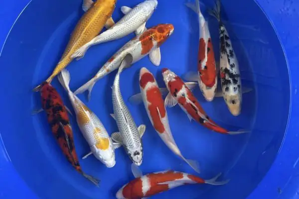 thức ăn cá koi