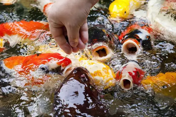 thức ăn cá koi