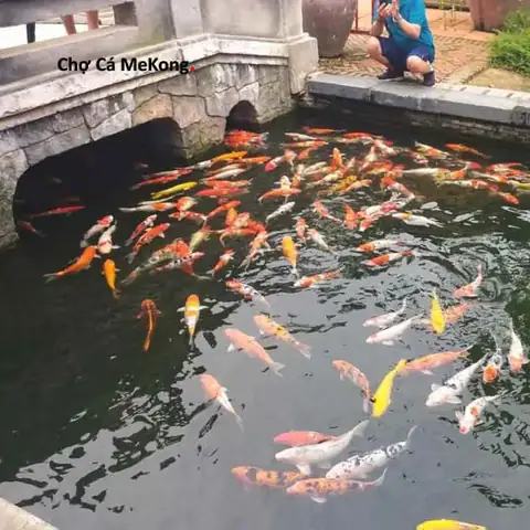 Thức Ăn Cá Koi Stella: Đánh Giá Chi Tiết & Hướng Dẫn Sử Dụng Hiệu Quả