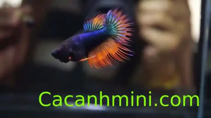 Cá Lia Thia Ăn Gì? Hướng Dẫn Chi Tiết Chế Độ Dinh Dưỡng Phù Hợp