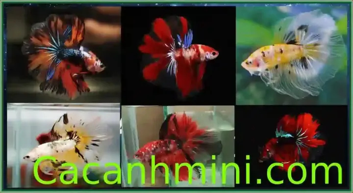 Cá Lia Thia Ăn Gì? Hướng Dẫn Chi Tiết Chế Độ Dinh Dưỡng Phù Hợp