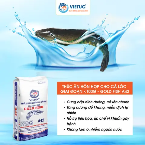 Thức Ăn Cá Lóc: Hướng Dẫn Chọn Lựa & Chăm Sóc Đúng Cách