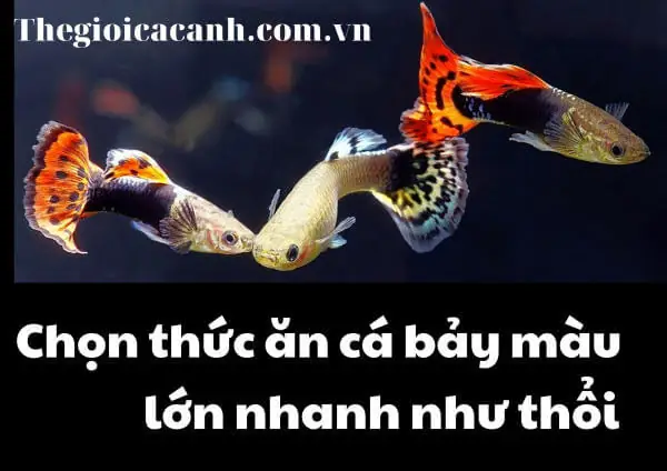 Nên Cho Cá Bảy Màu Con Ăn Gì Để Nhanh Lớn và Khỏe Mạnh?
