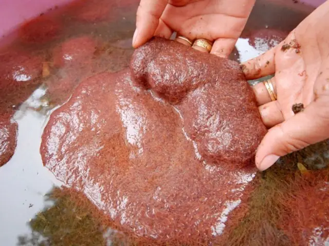 thức ăn cho cá betta
