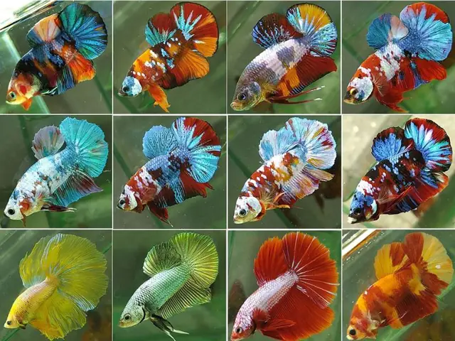 thức ăn cho cá betta