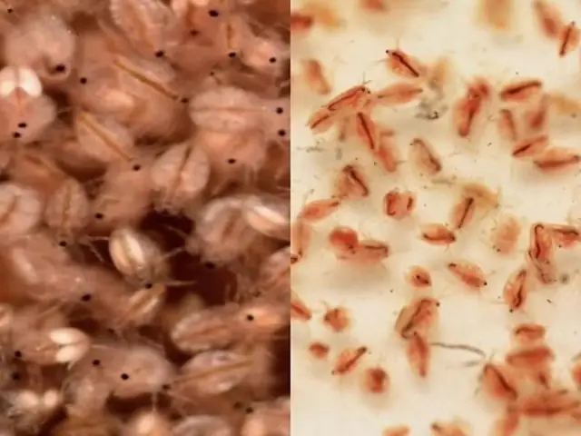thức ăn cho cá betta